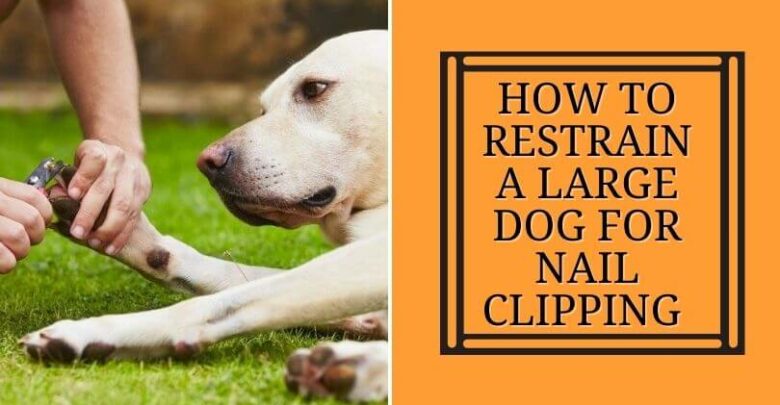 How To Restrain A large Dog For Nail Clipping