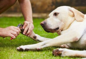 How To Restrain A large Dog For Nail Clipping