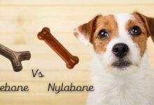 Benebone vs Nylabone