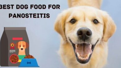 Best dog food for Panosteitis