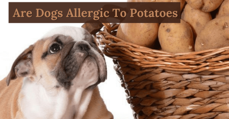 Are Dogs Allergic To Potatoes
