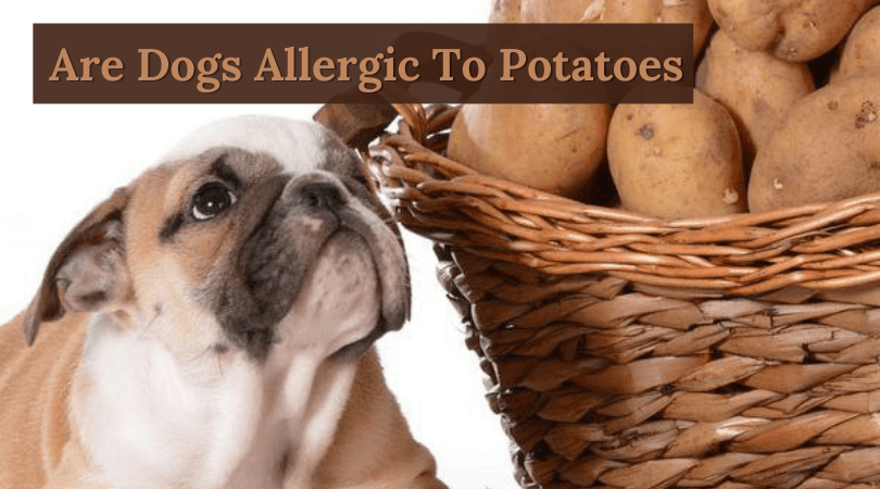 can potato in dog food cause allergies