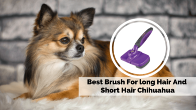 Best Brush For long Hair And Short Hair Chihuahua