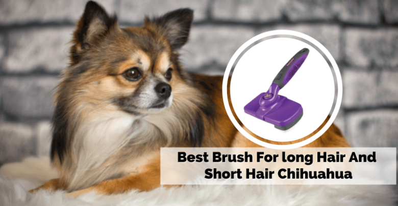 Best Brush For long Hair And Short Hair Chihuahua