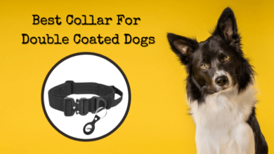 Best Collar For Double Coated Dogs