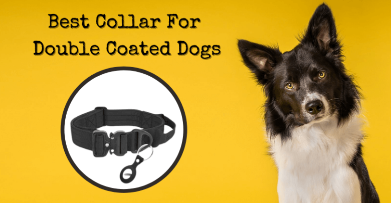 Best Collar For Double Coated Dogs