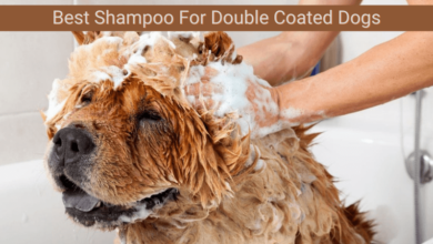 Best Shampoo For Double Coated Dogs