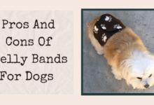 Pros And Cons Of Belly Bands For Dogs