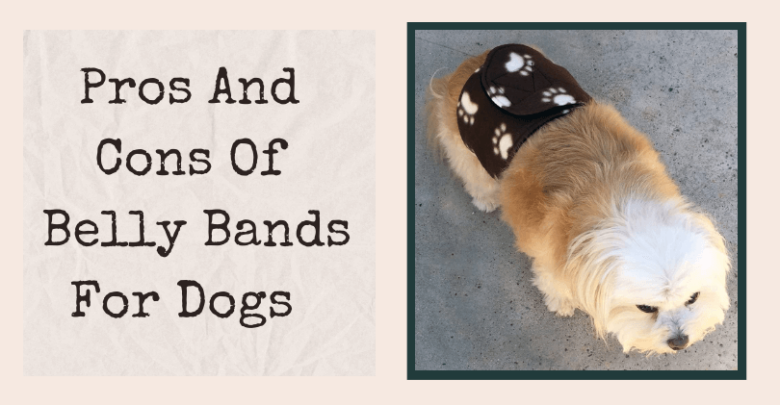 Pros And Cons Of Belly Bands For Dogs